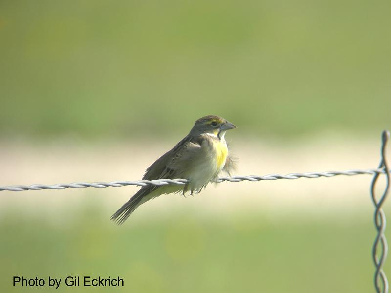 Dickcissel May 07 Field Trip 076 